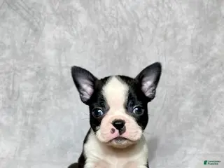 Boston Terrier dogs Leo - Ad 40