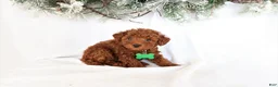 Miniature Poodle dogs for sale: Peterson - Ad 3