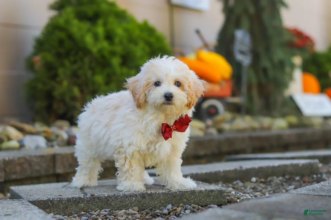 Maltipoo dogs for sale: Koda - Ad 2