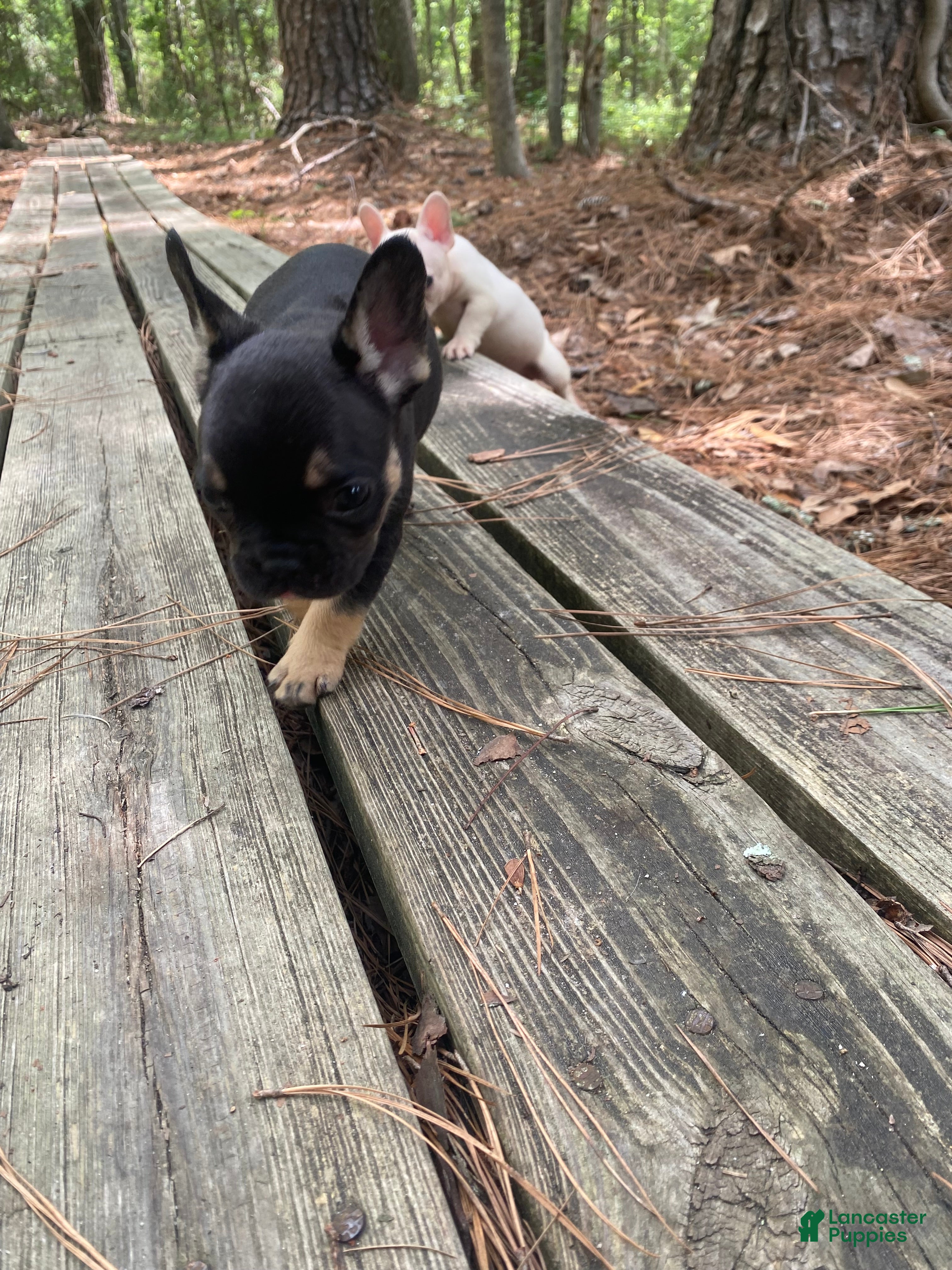 French Bulldog dogs Grogu  - Ad 1