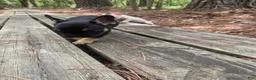French Bulldog dogs for sale: Grogu  - Ad 1