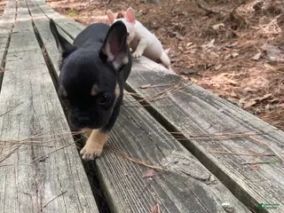 French Bulldog dogs for sale: Grogu - Ad 4
