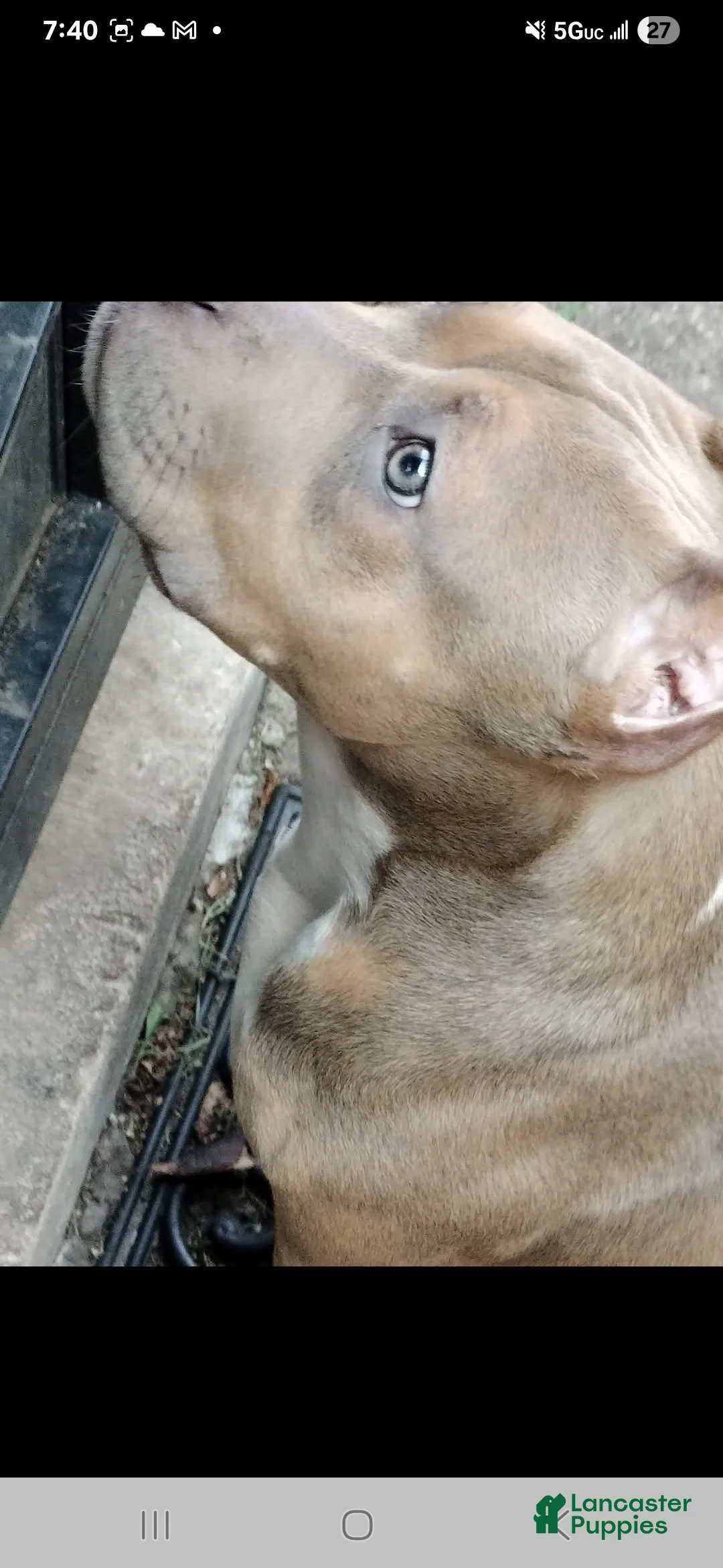 American Bully dogs for sale: American Bully Puppy 2 - Ad 7
