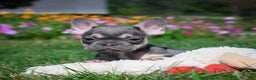 French Bulldog dogs for sale: Coco - Ad 7