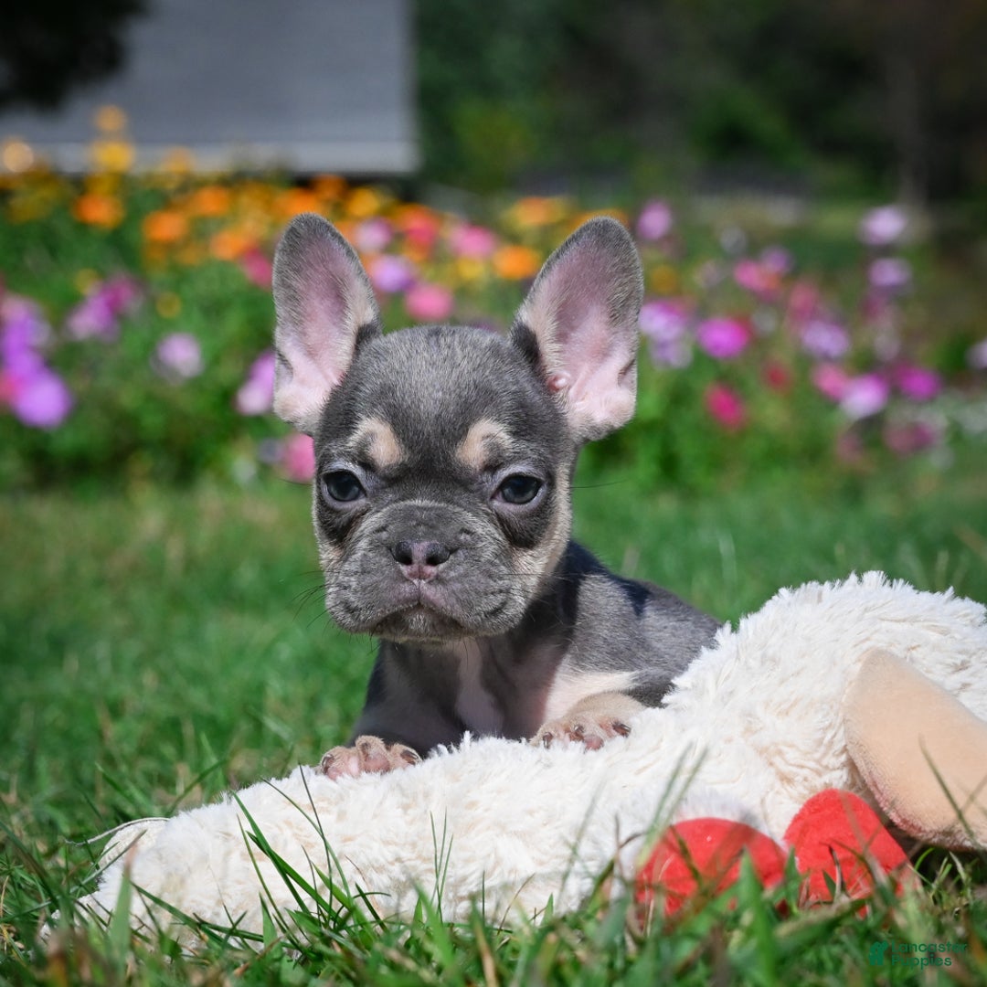 French Bulldog dogs for sale: Coco - Ad 7