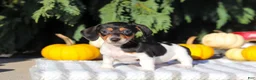 Dachshund dogs for sale: Holly - Ad 7