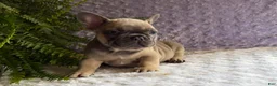 French Bulldog dogs for sale: Smokey - Ad 3