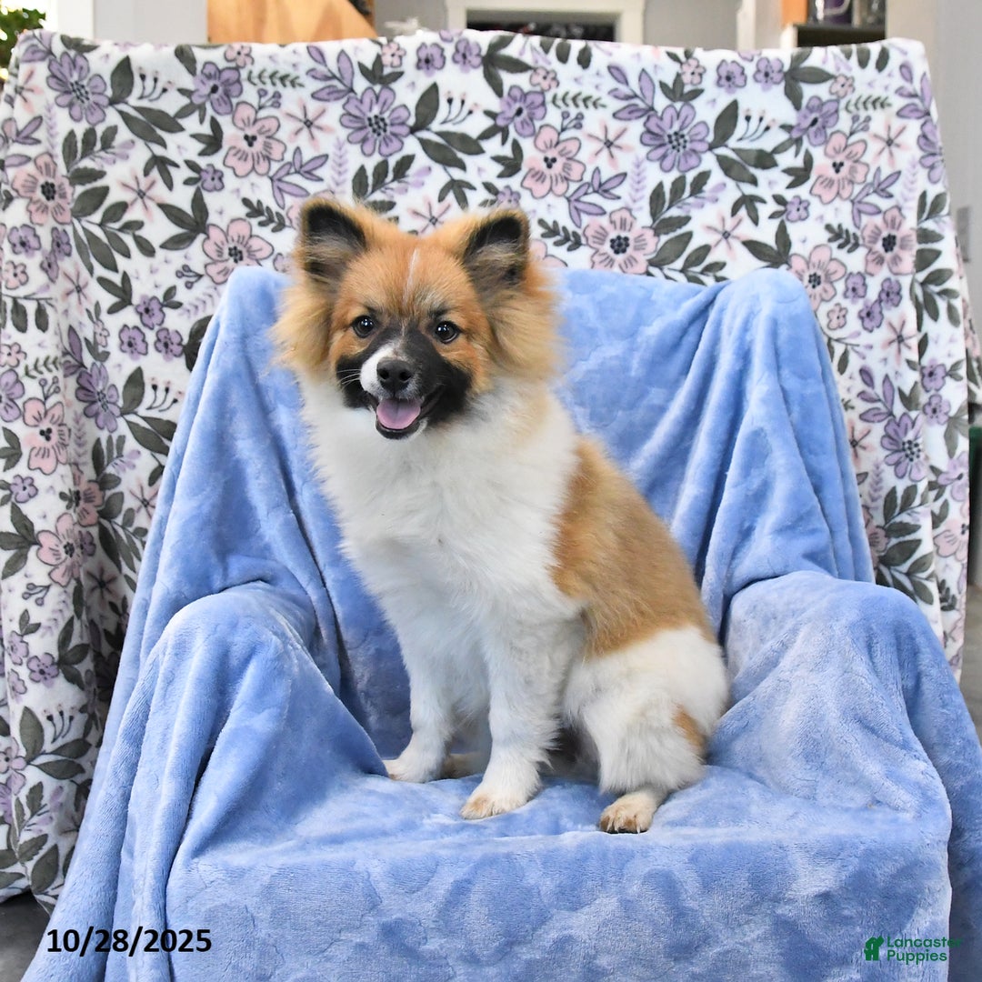 Pomeranian dogs for sale: Larry - Ad 4