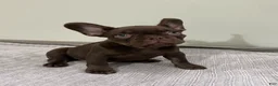French Bulldog dogs for sale: Bear - Ad 7