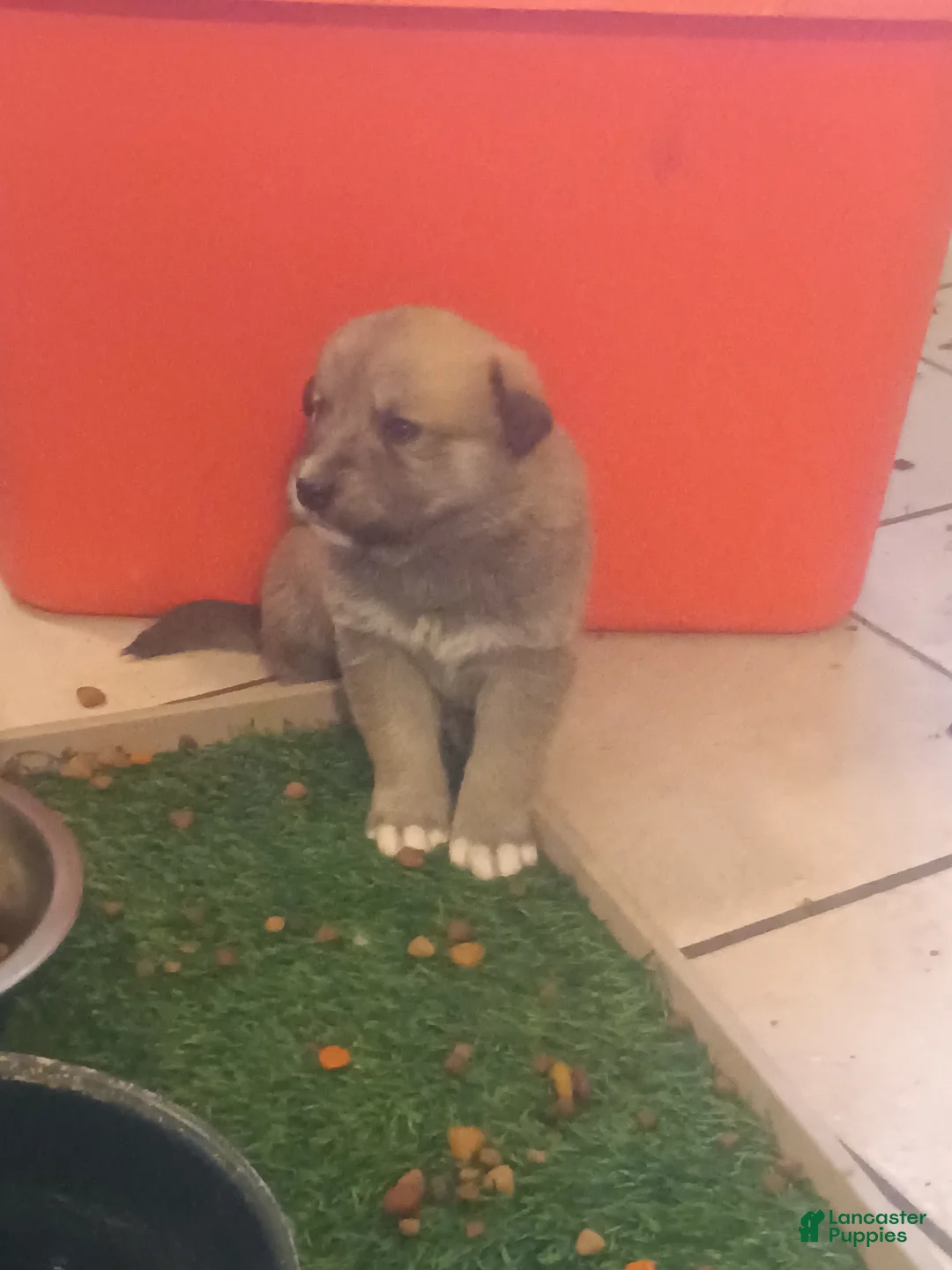 Mixed Breed dogs for sale: Bear Bear - Ad 4