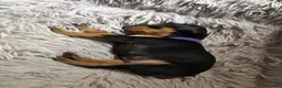 Miniature Pinscher dogs for sale: Miniature Pinscher 1 (plum) - Ad 8