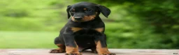 Doberman Pinscher dogs for sale:  Domino (Black Rust)🖤🐾 - Ad 8