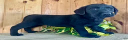 Labrador Retriever dogs for sale: Tabby - Ad 1