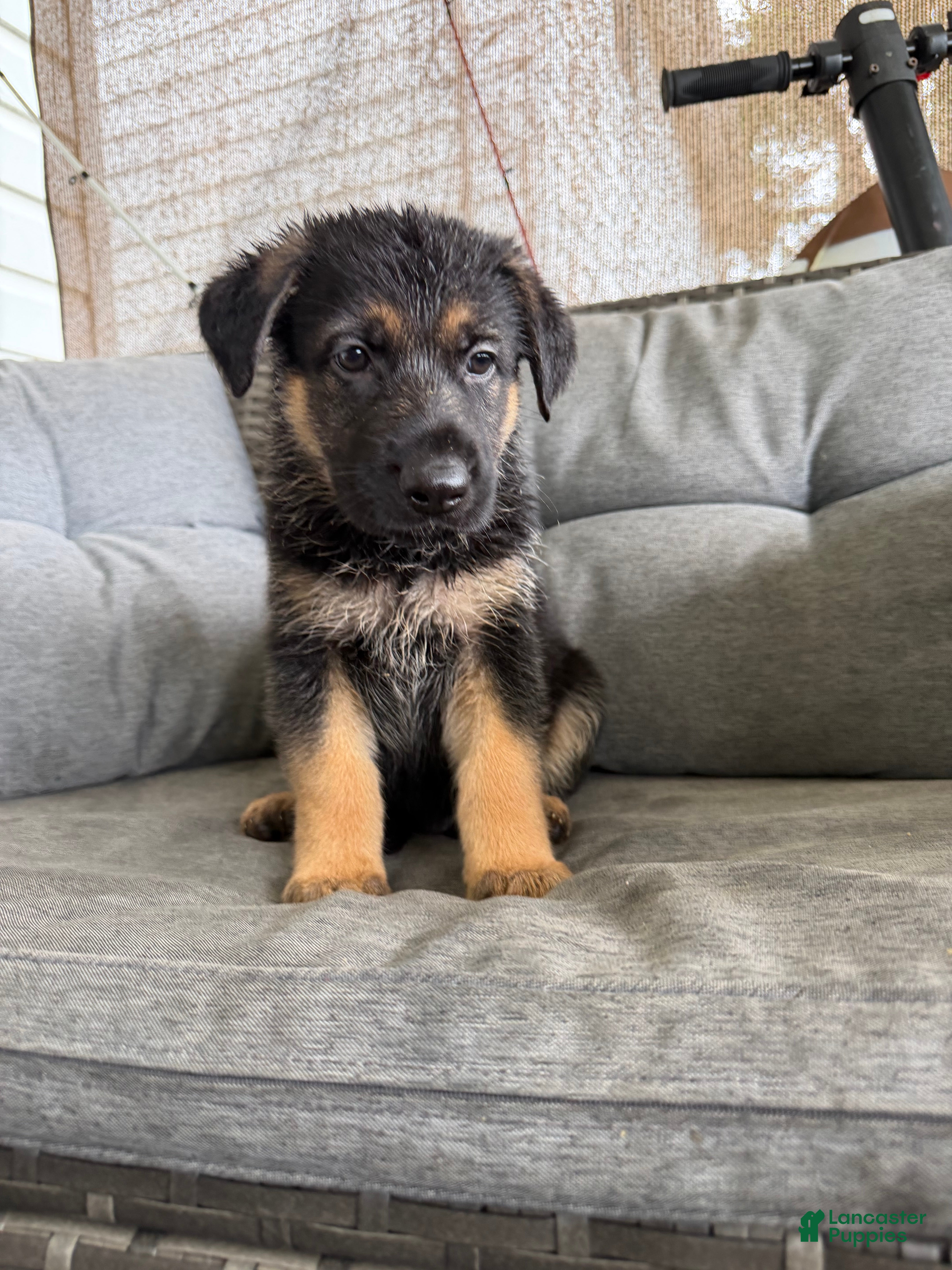 German Shepherd dogs German Shepherd 3 - Ad 26