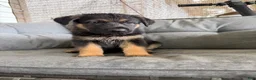 German Shepherd dogs for sale: German Shepherd 3 - Ad 1