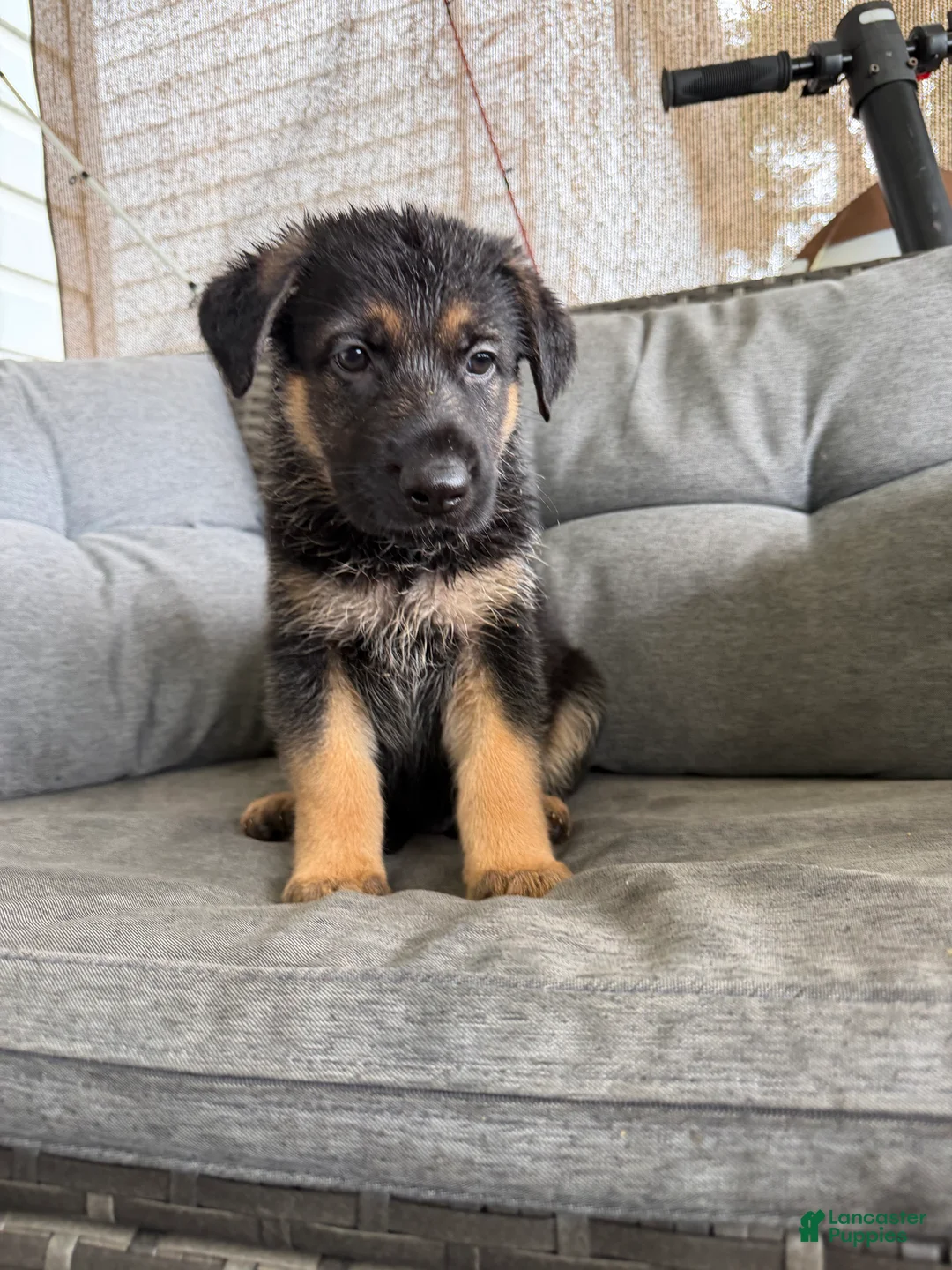 German Shepherd dogs for sale: German Shepherd 3 - Ad 1