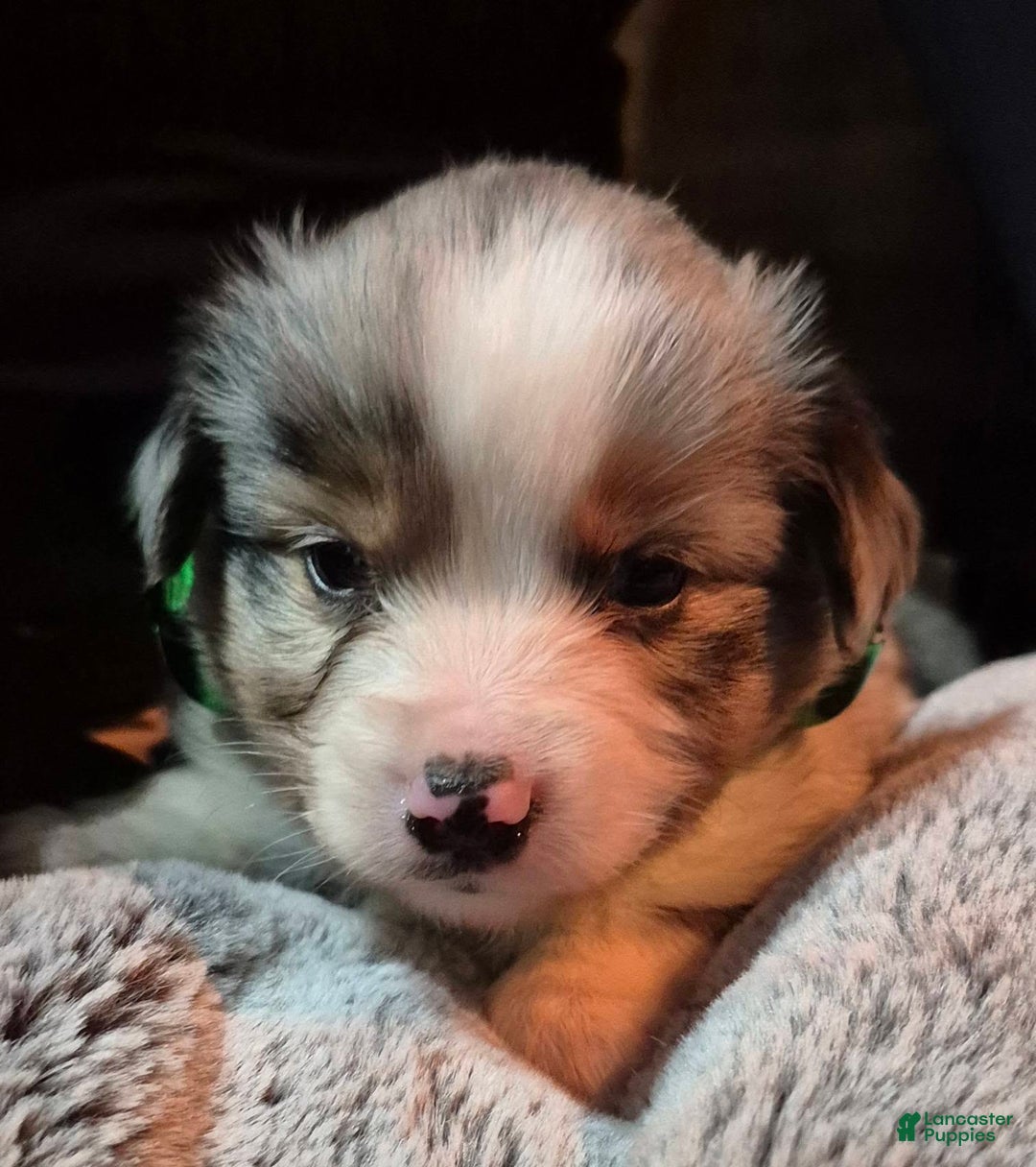 Toy Australian Shepherd dogs for sale: Toy Australian Shepherd Puppy 3 - Ad 5