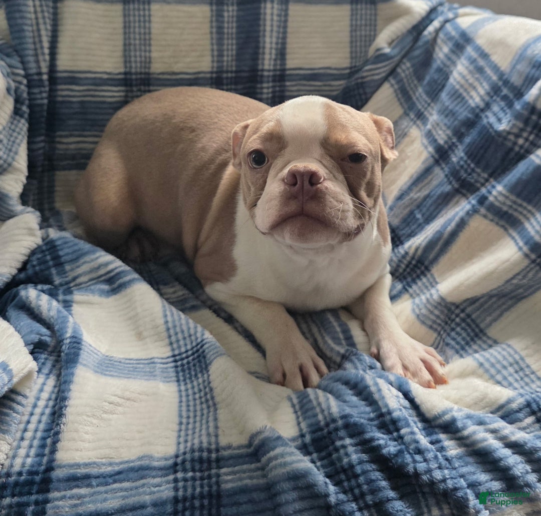 Boston Terrier dogs for sale: Buddy - Ad 2