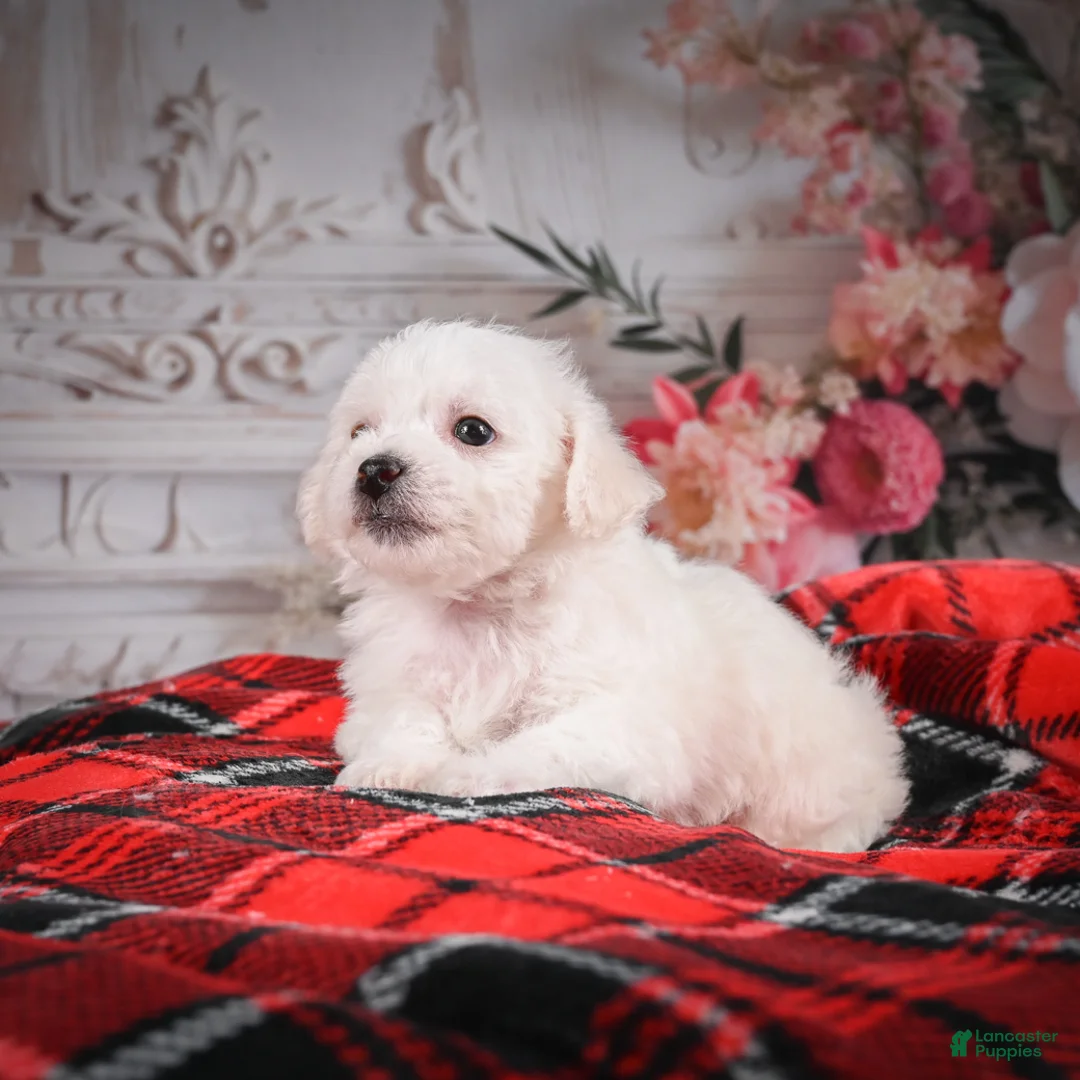 Bichon Frise dogs for sale: AKC-Misty - Ad 5