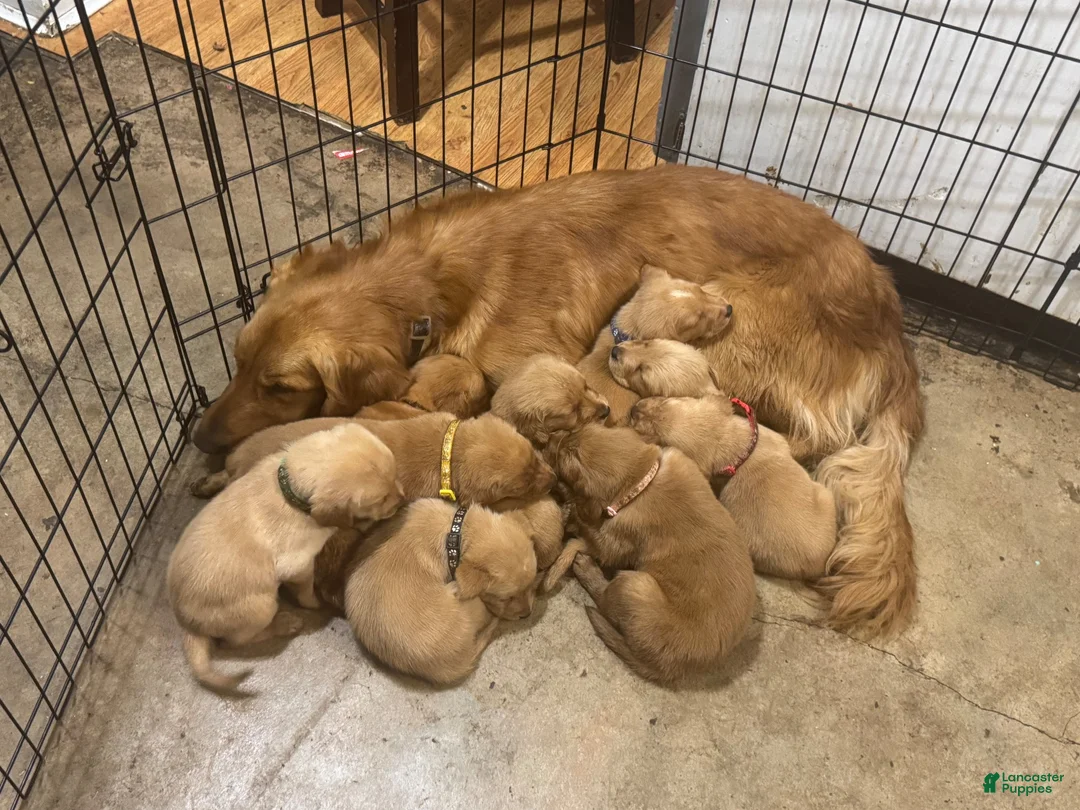 Golden Retriever dogs for sale: Orange Golden Retriever 6 - Ad 8