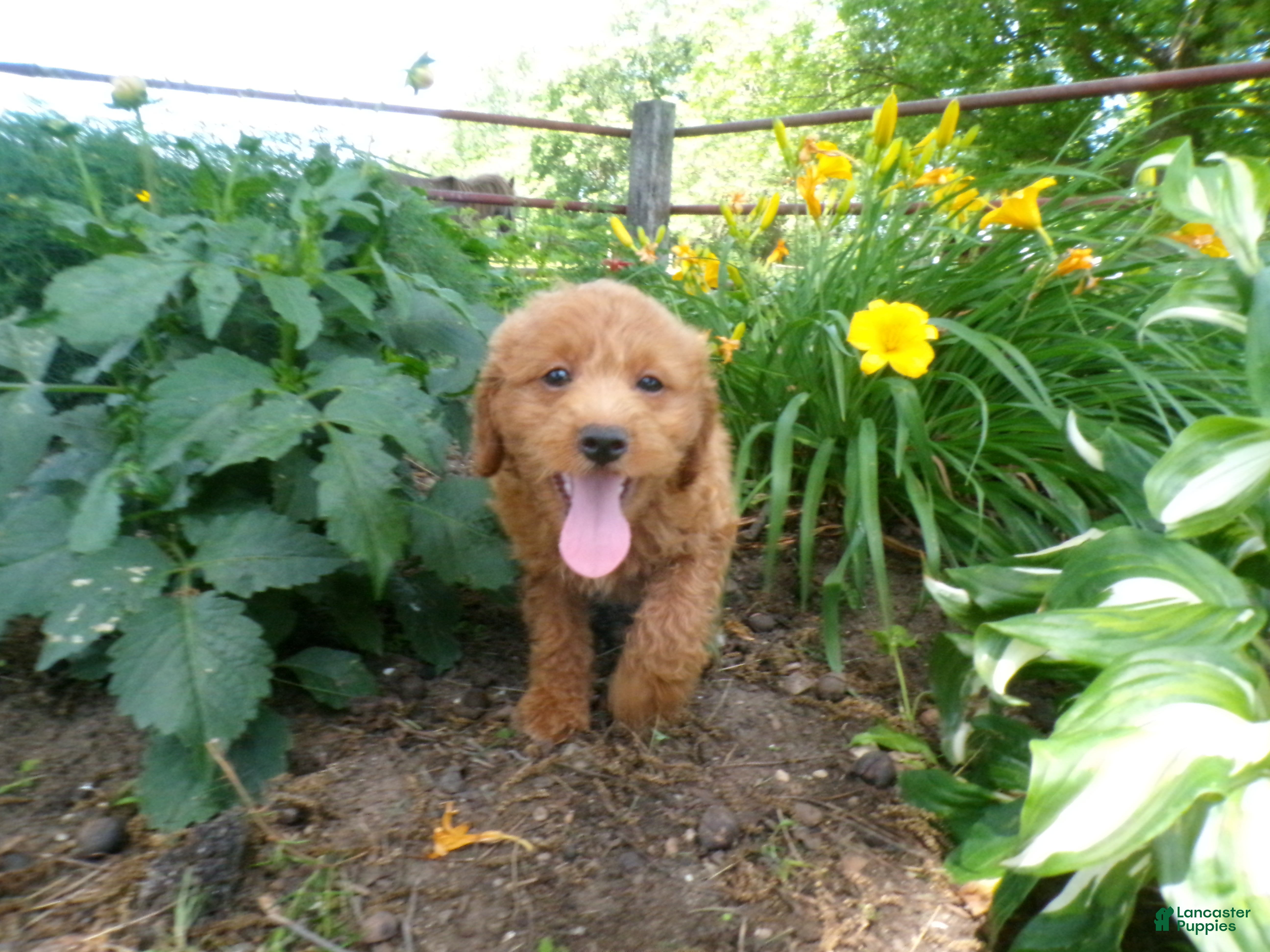 Cockapoo dogs Conner - Ad 2