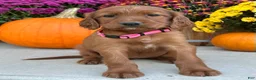 Irish Setter dogs for sale: Sadie - Ad 14