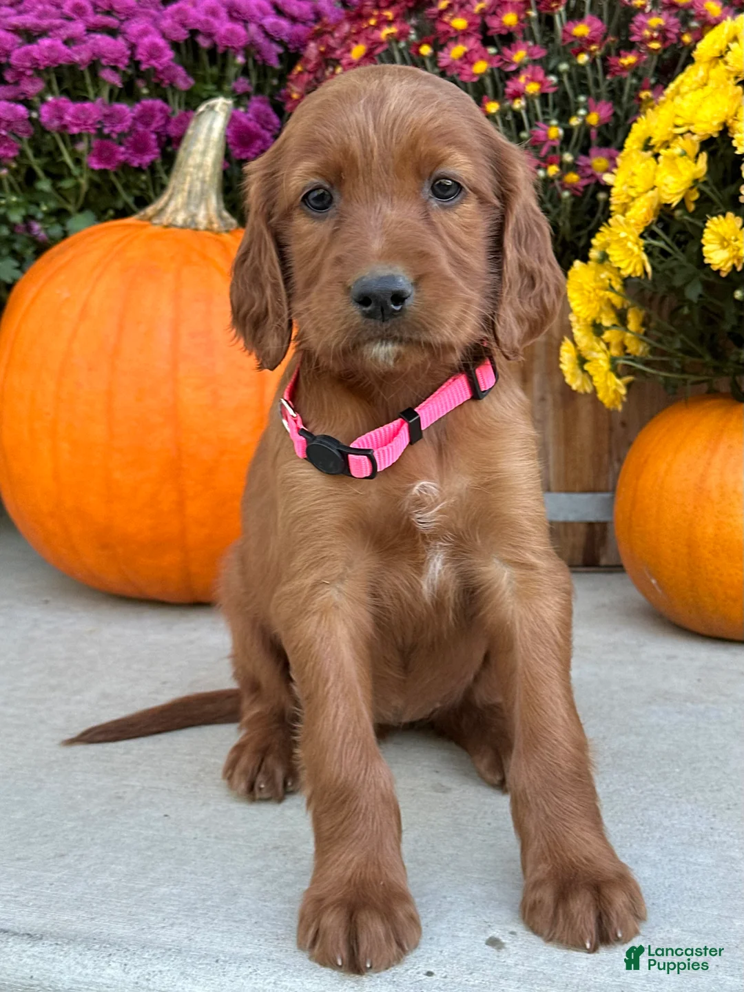 Irish Setter dogs for sale: Sadie - Ad 14