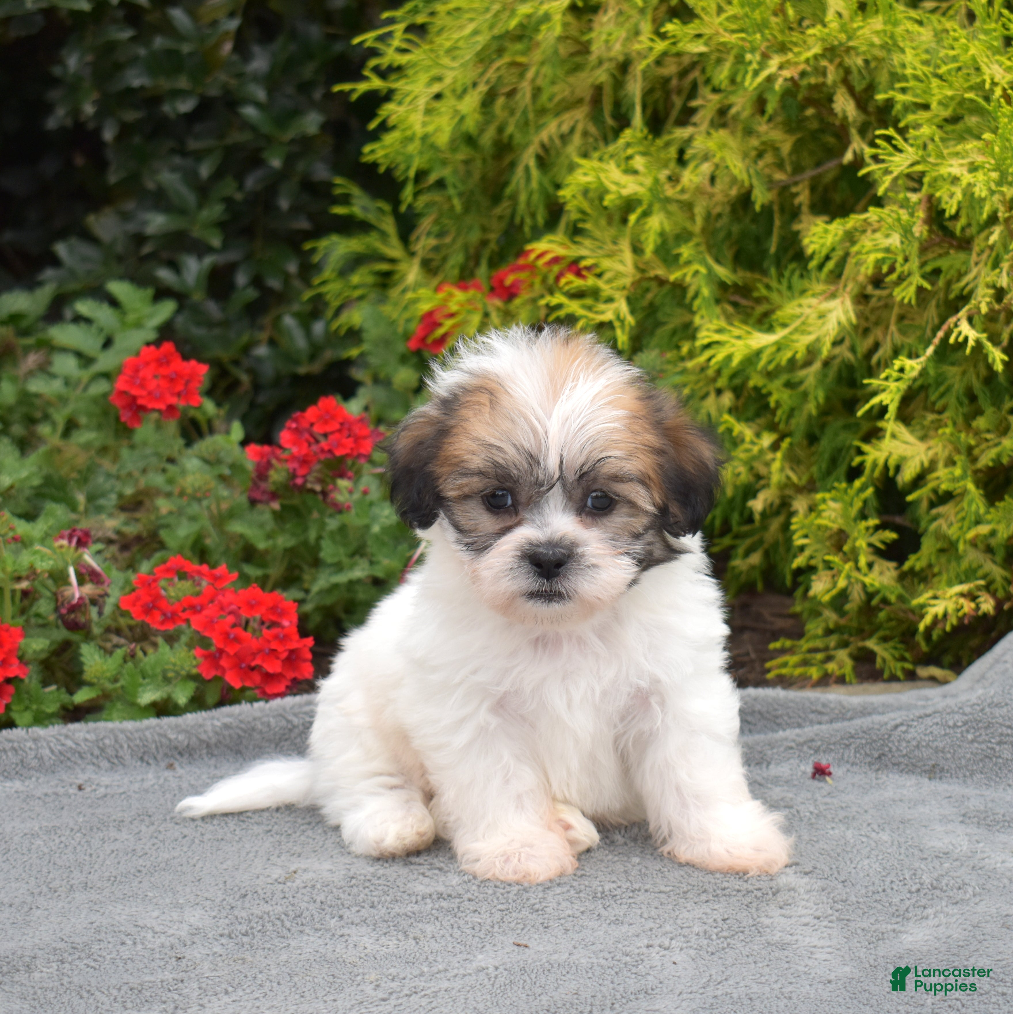 Teddy Bear dogs Birch - Ad 1