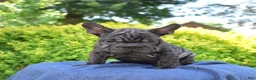 French Bulldog dogs for sale: Stormy - Ad 5