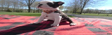 Boston Terrier Puppy 8 Molly