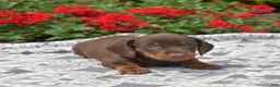 Miniature Dachshund dogs for sale: Luna - Ad 5