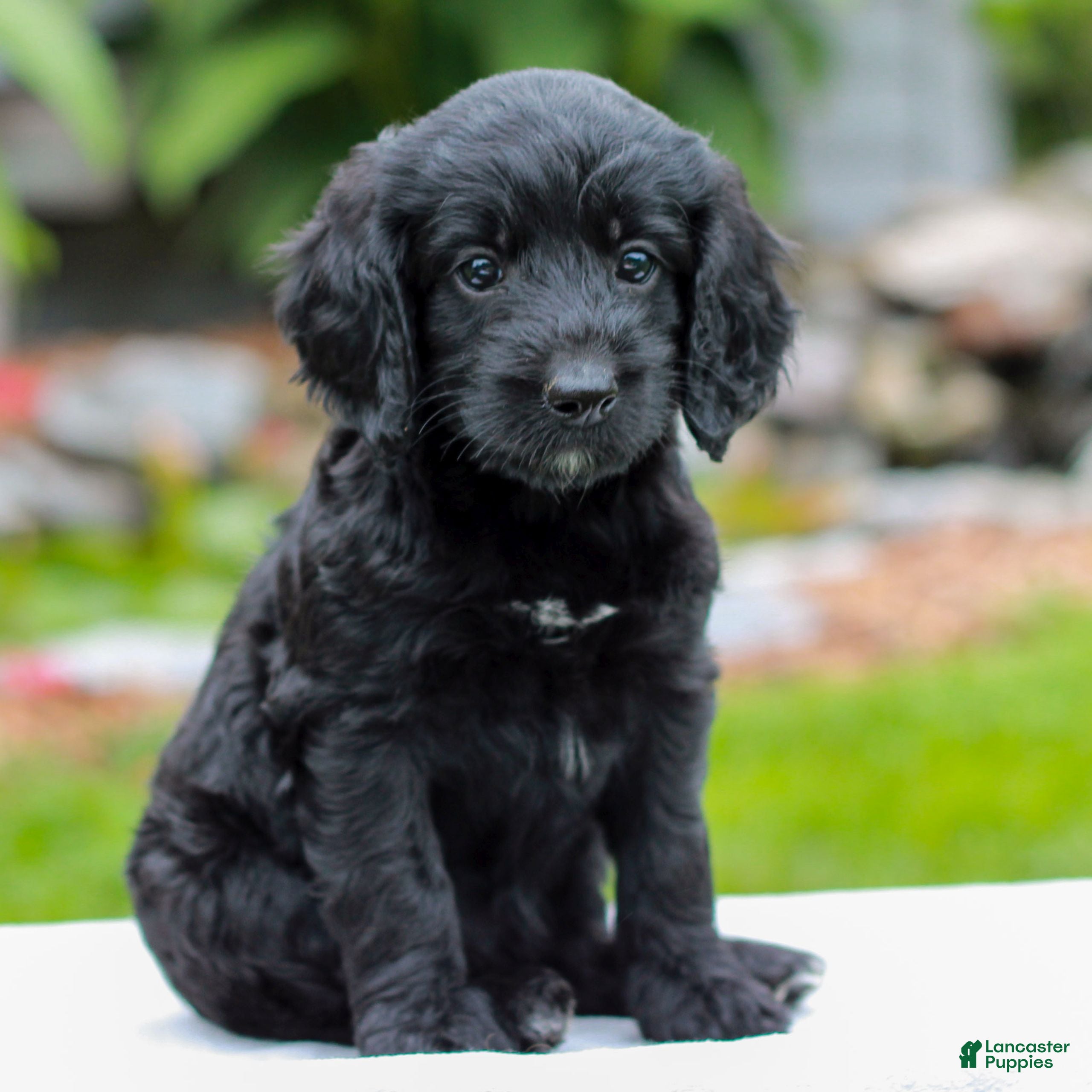 Miniature Labradoodle dogs Camile  - Ad 1