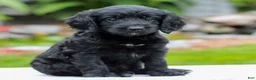Miniature Labradoodle dogs for sale: Camile  - Ad 1