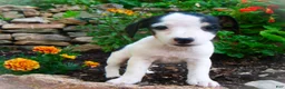 Jack Russell Terrier dogs for sale: Caddie - Ad 2