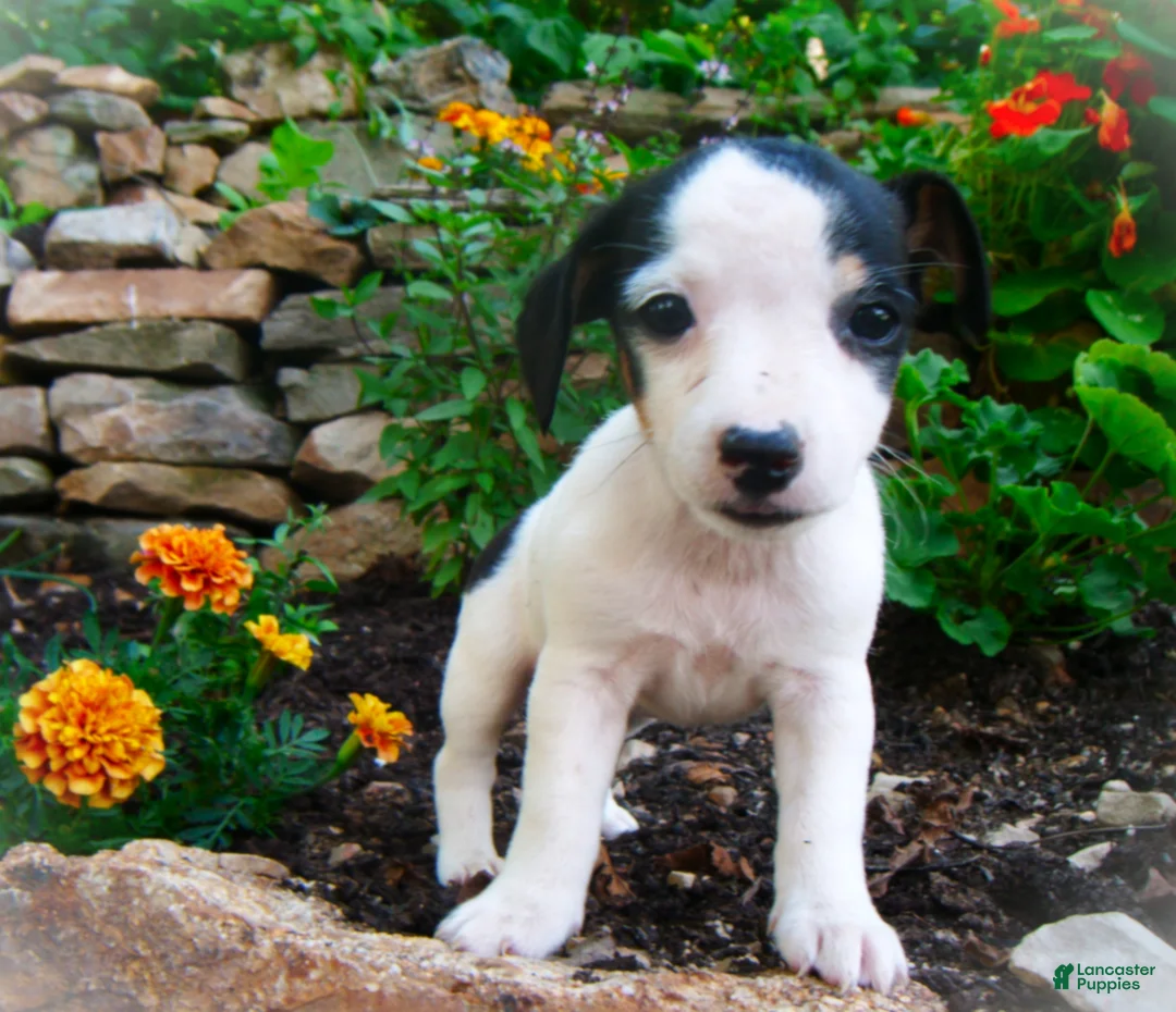 Jack Russell Terrier dogs for sale: Caddie - Ad 2