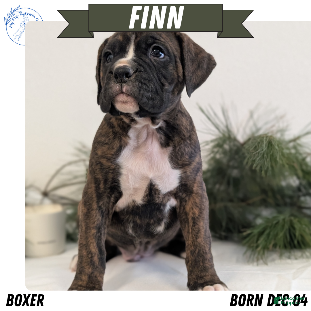 Boxer dogs Finn - Ad 2
