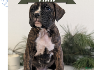 Boxer dogs Finn - Ad 2