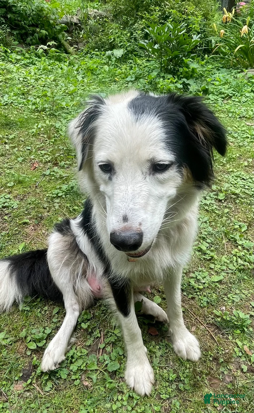 Mixed Breed dogs for sale: Little quaken - Ad 2