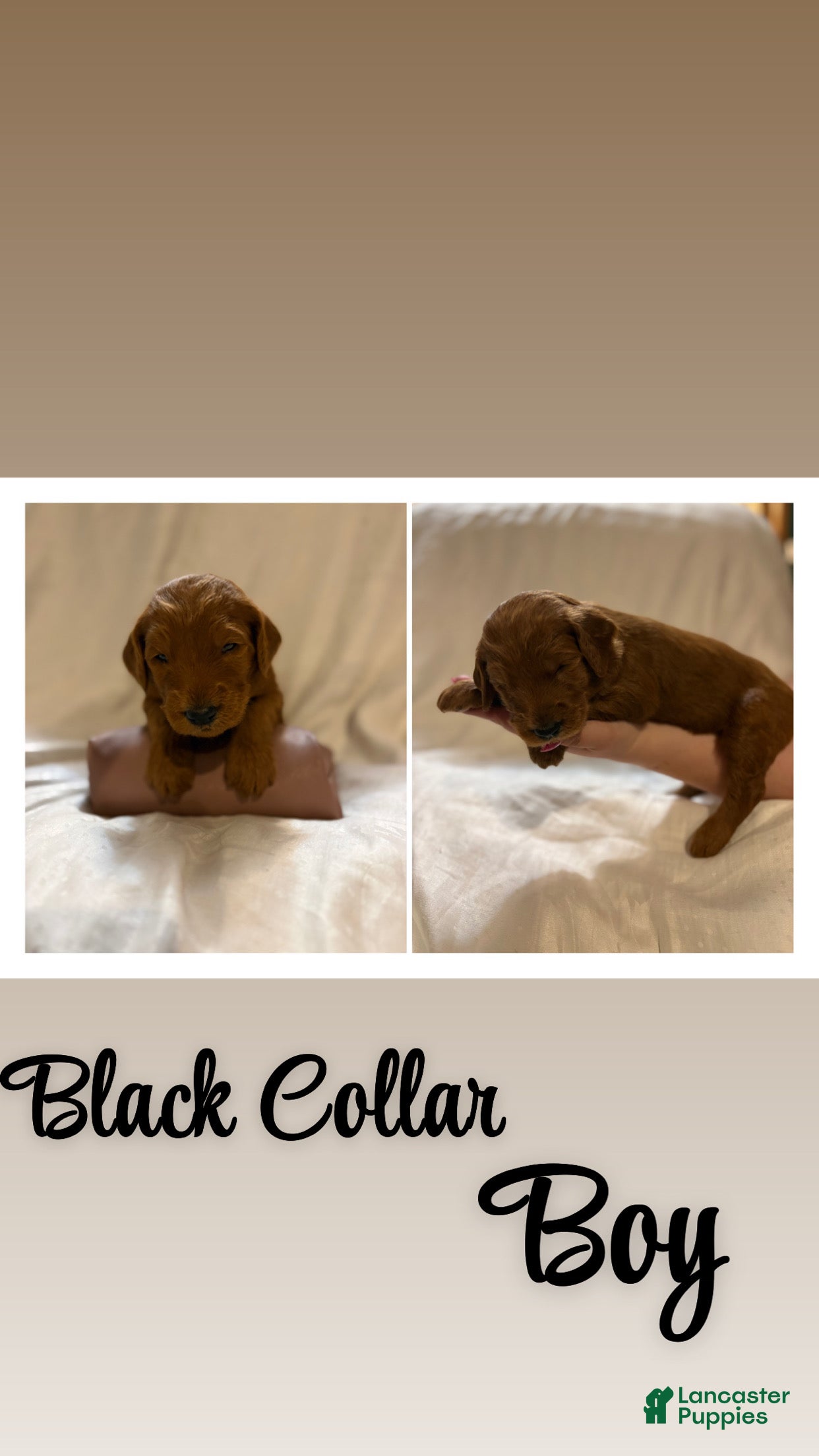 Goldendoodle dogs Goldendoodle 1 - Ad 12