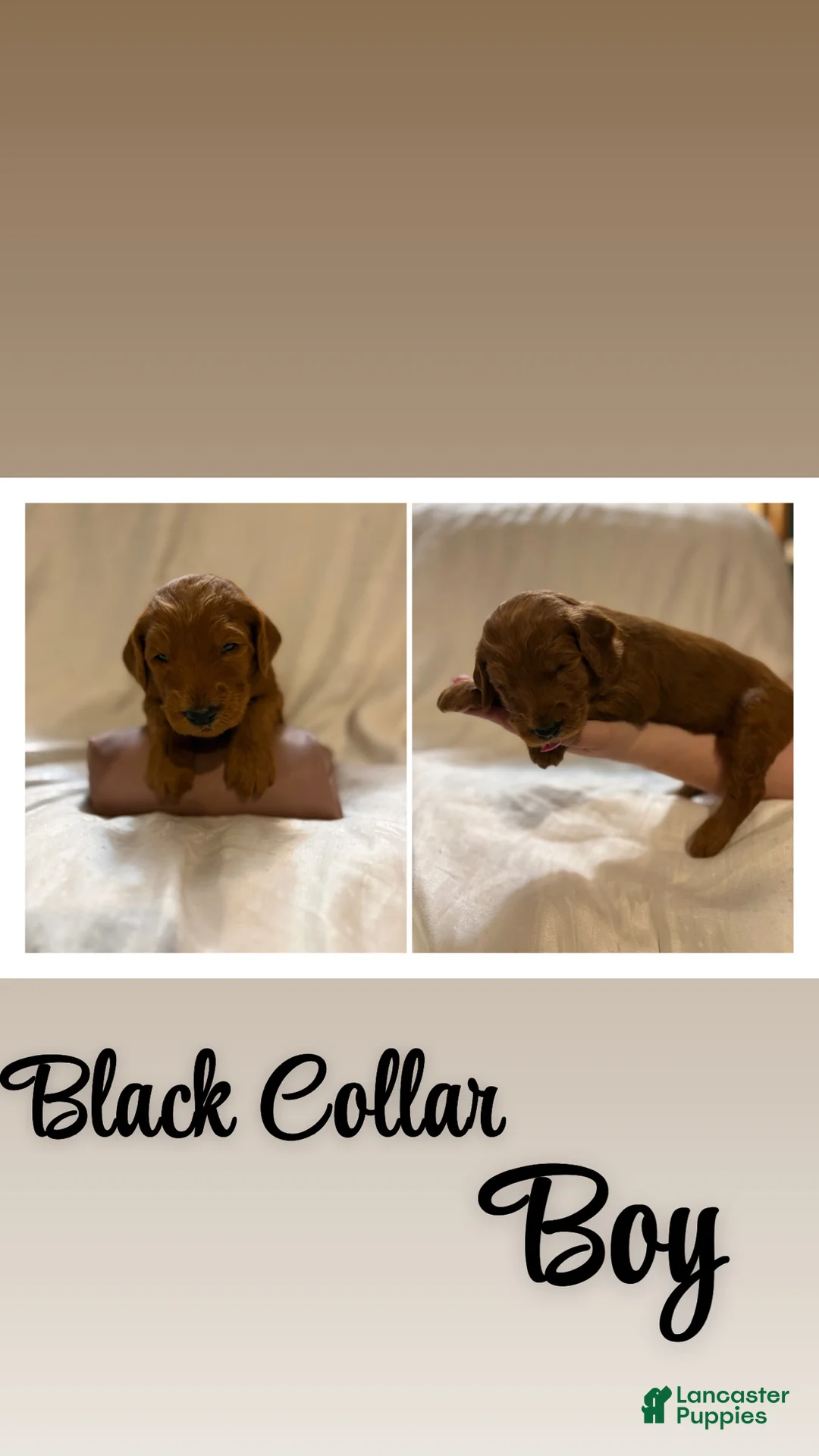 Goldendoodle dogs for sale: Goldendoodle 1 - Ad 1