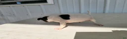 Chihuahua dogs for sale: Scrappy - Ad 7
