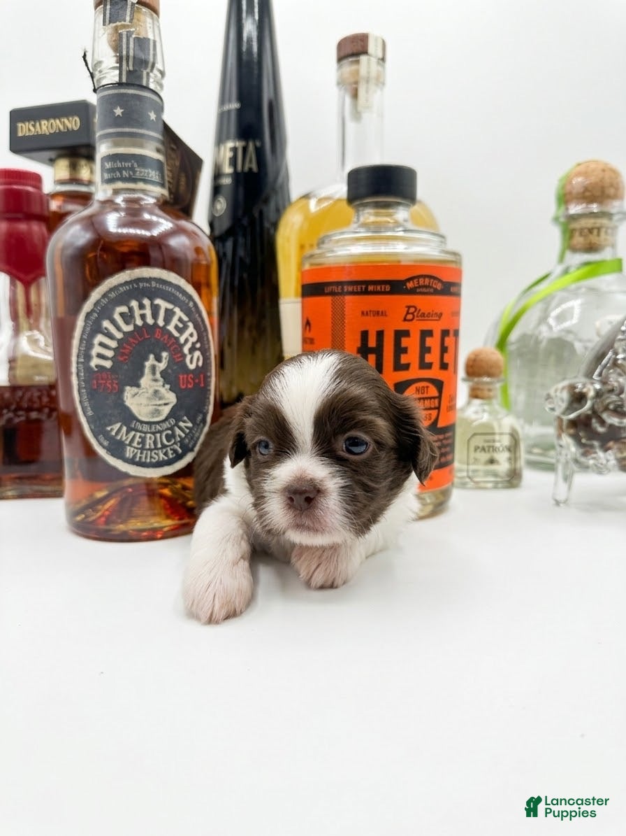 Shih Tzu dogs Whiskey  - Ad 22