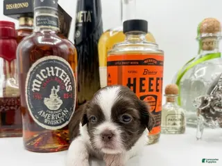 Shih Tzu dogs Whiskey - Ad 25