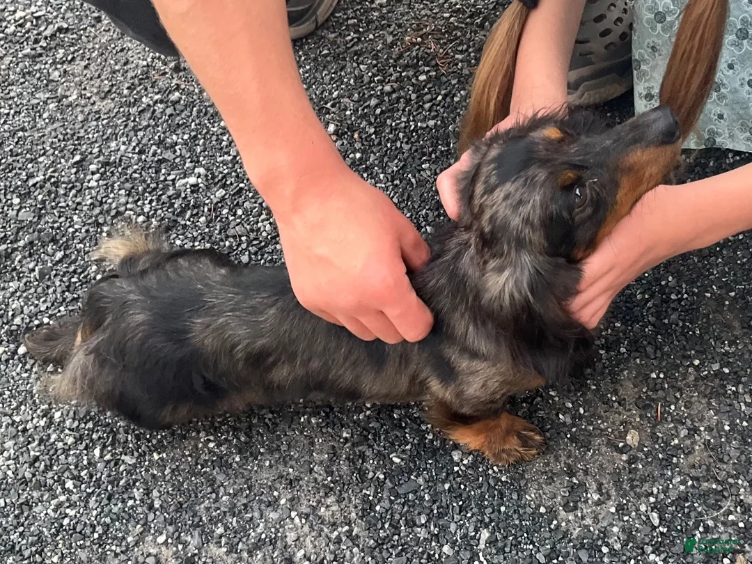 Miniature Dachshund dogs for sale: Jazzy - Tiny - Ad 10