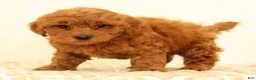 Mini Goldendoodle dogs for sale: Lane - Ad 5
