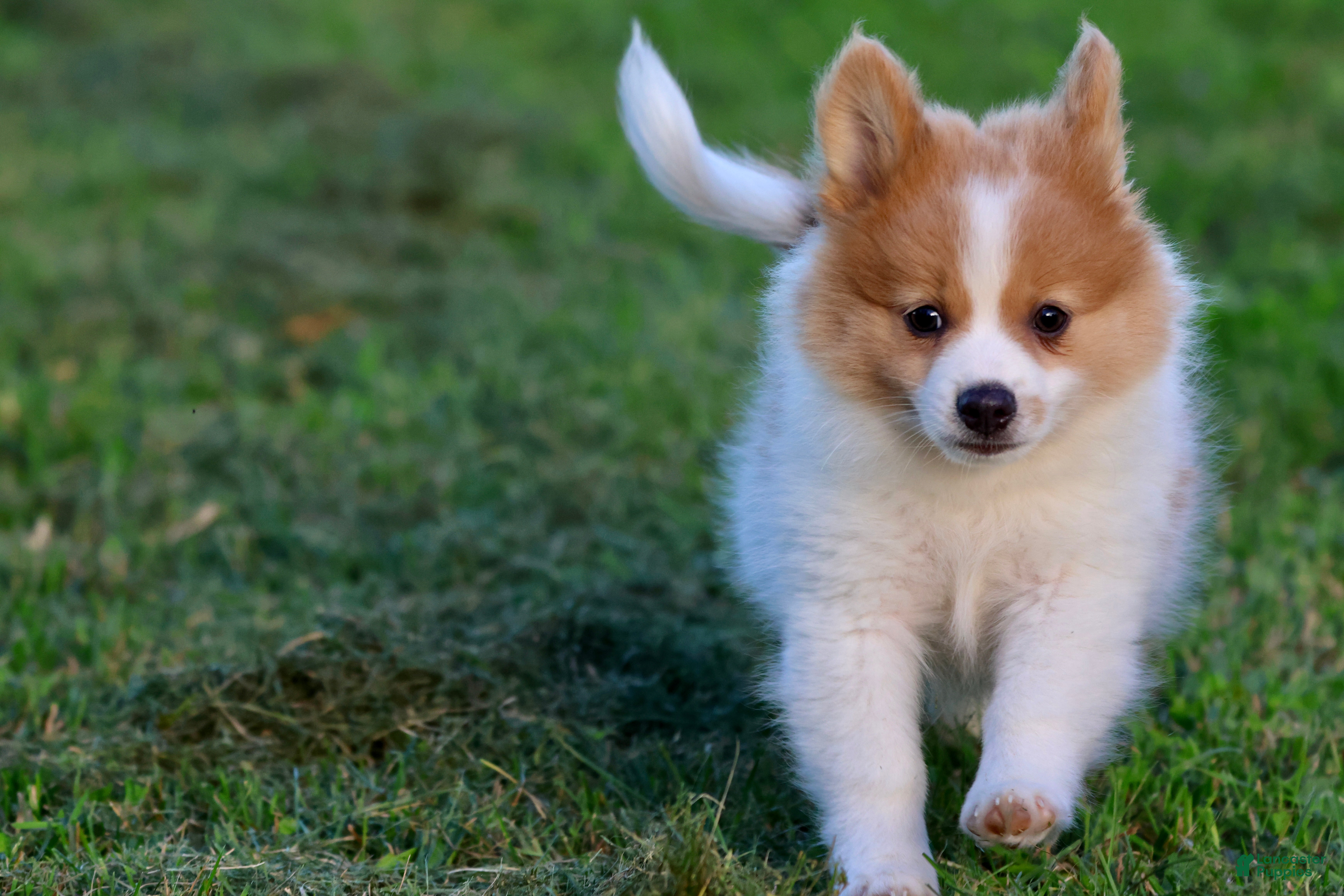Pomeranian dogs Flame - Ad 2