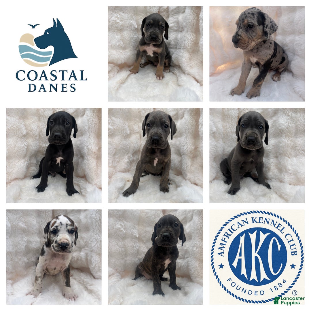 Great Dane dogs for sale: Smarty  - Ad 13