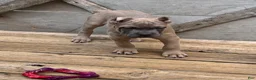 Cane Corso dogs for sale: Green - Ad 3