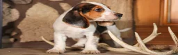 Beagle dogs for sale: Dillard🐾 - Ad 13