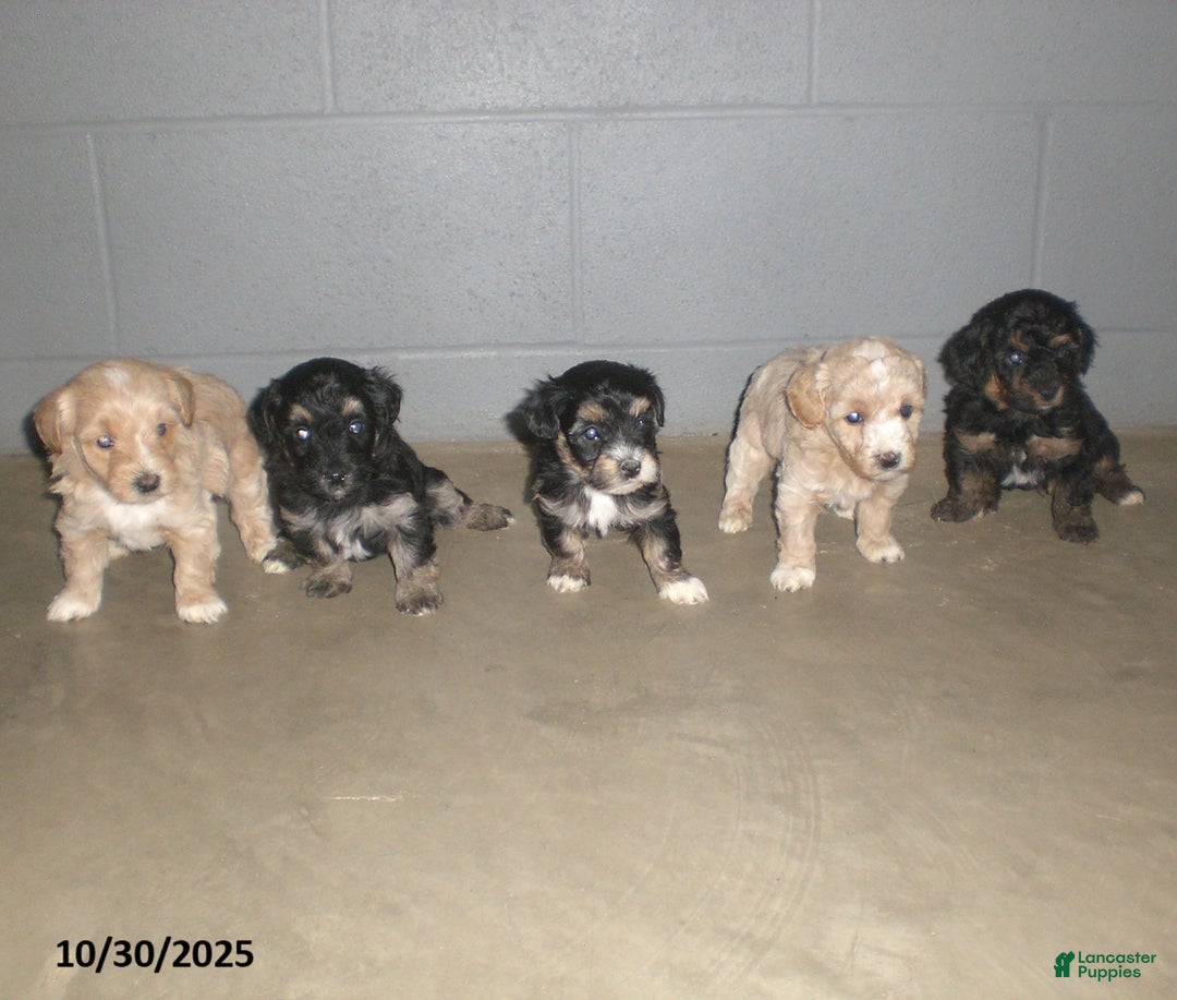 Yorkiepoo dogs for sale: Amber - Ad 3